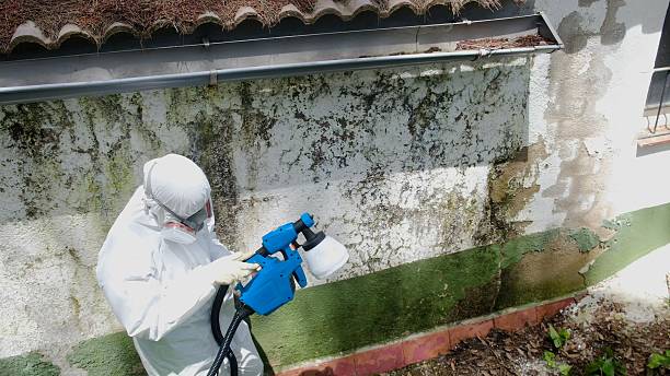 Mold Removal service in Salem